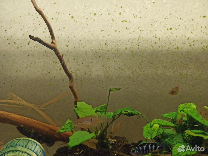 Рыбы цихлиды