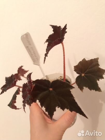 Бегония черный бархат
