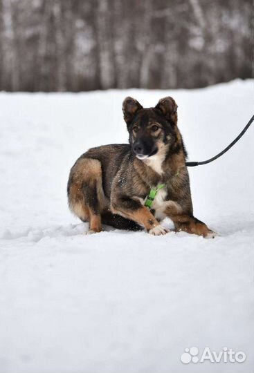 Нежный щенок очень ждет человека