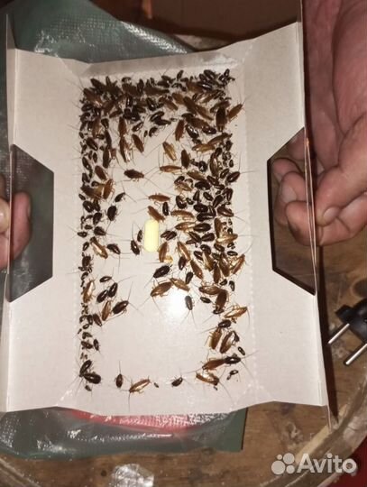 Форссайт клеевые ловушки от тараканов с таблеткой