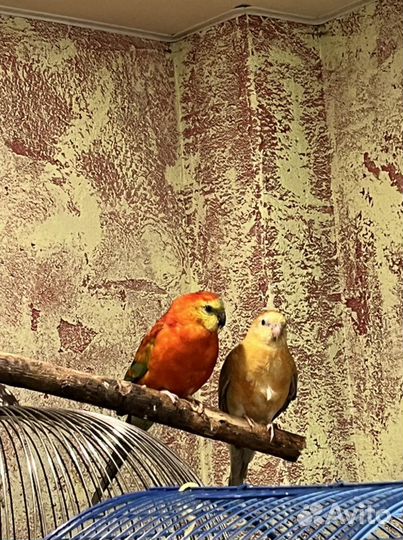 Певчие птицы, попугаи