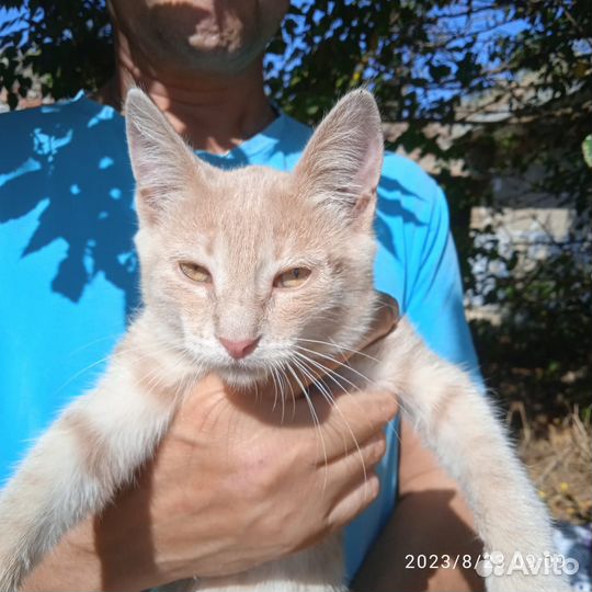 Кошки в добрые руки бесплатно