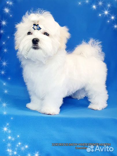 Мальтийская болонка мальчик