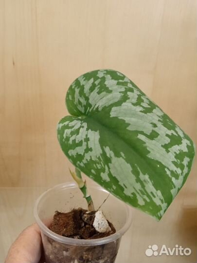 Филодендрон Розовая принцесса и другие