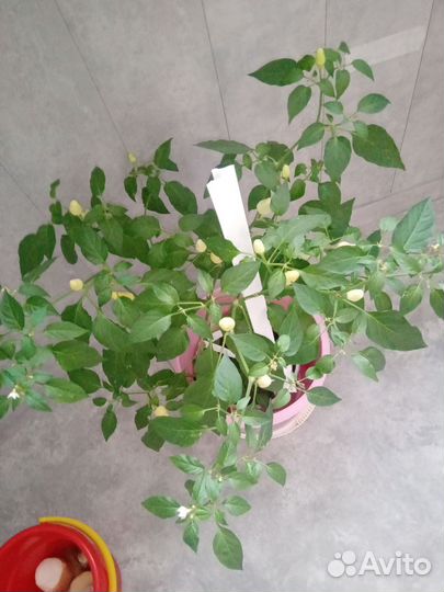 Перец комнатный острый