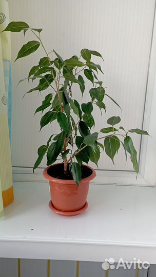 Фикус беджамина