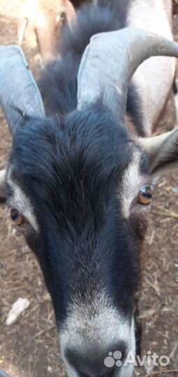 Козел альпийский