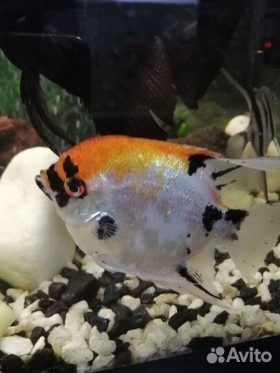 Аквариумные рыбки-скалярии кои, гуппи