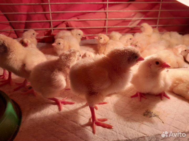 Цыплята бройлеры кобб 500