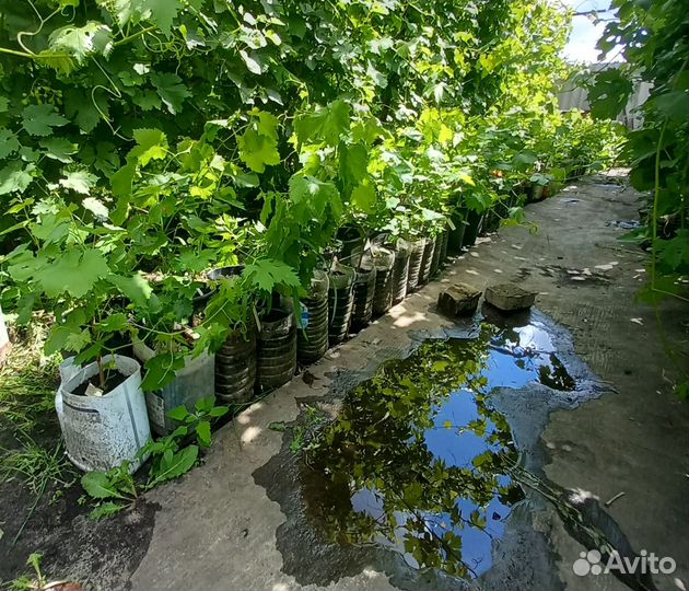 Саженцы винограда