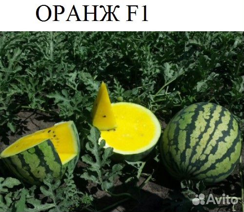 Семена бахчевых Арбуз Дыня Кукуруза Подвой