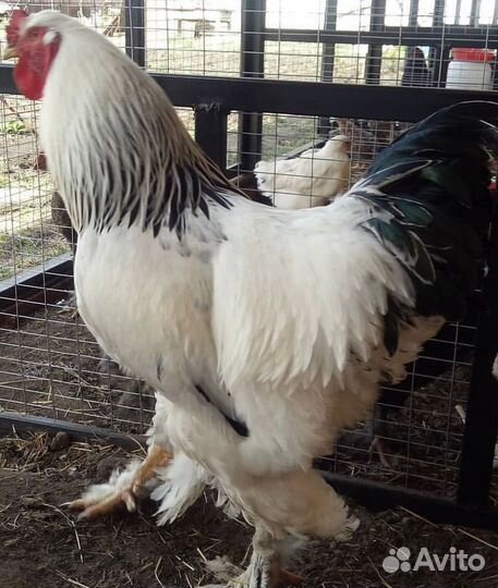 Семья кур Брама Колумбийская светлая