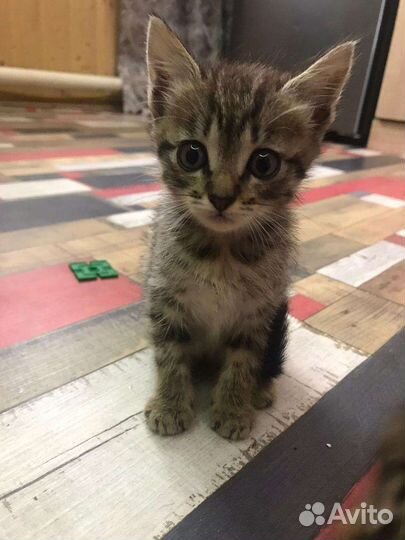 Кошечки и котики в добрые руки