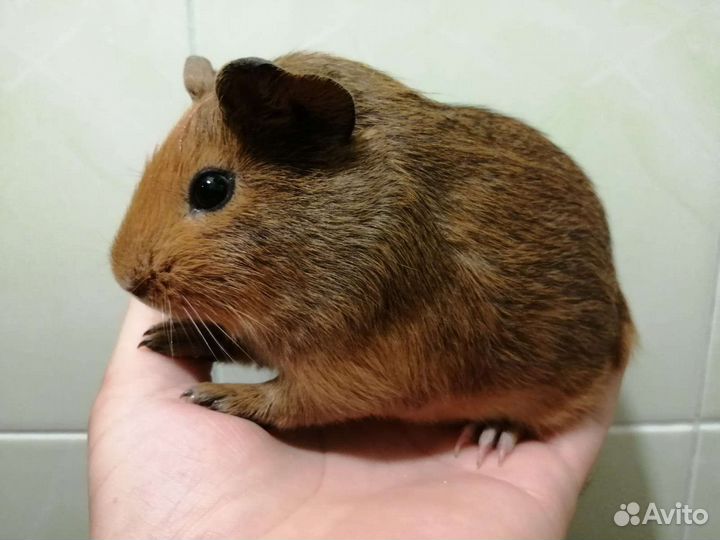 Морские свинки малыши