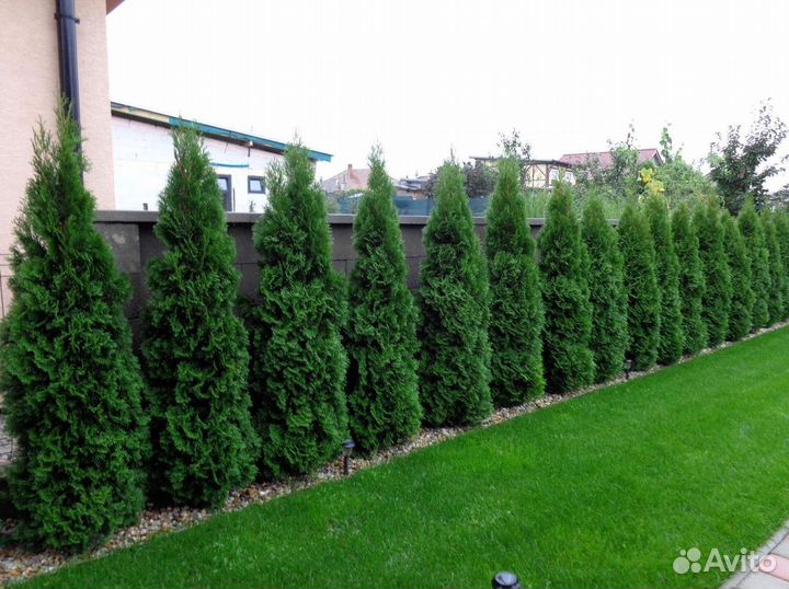 Туи премиум