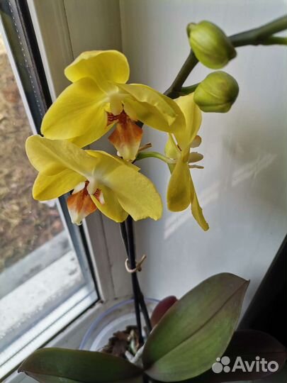 Пеларгония герань