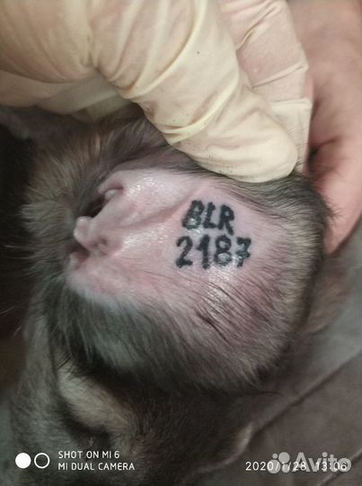 Клеймение щенков, собак, выезд к пометам спб и ло