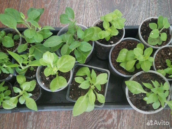 Ампельные петунии для кашпо