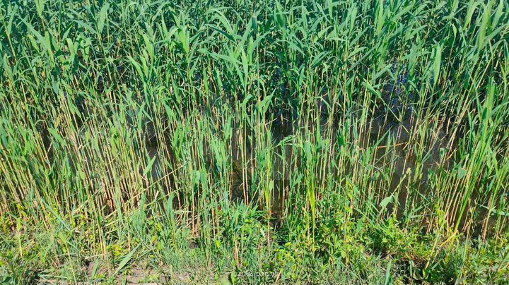 Участок 1,18 га (СНТ, ДНП)