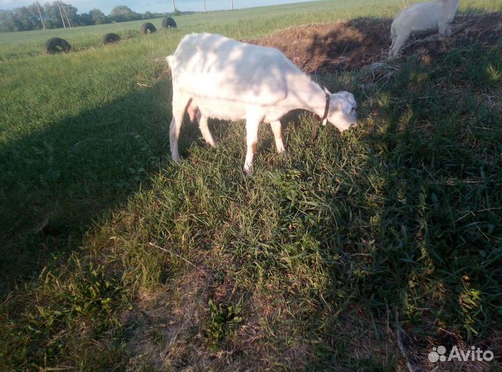 Коза дойная