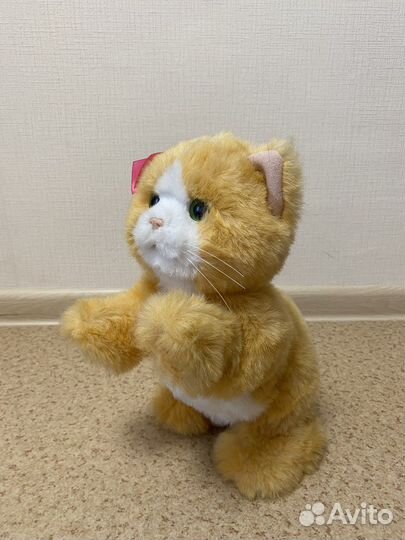 Игривый котёнок 