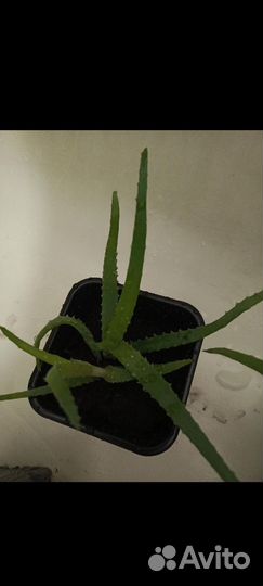 Алое лечебный