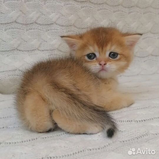 Британцы и шотландцы