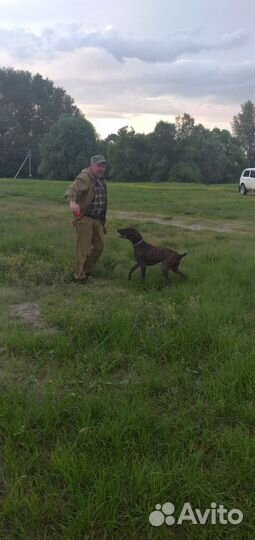 Щенки курцхаара