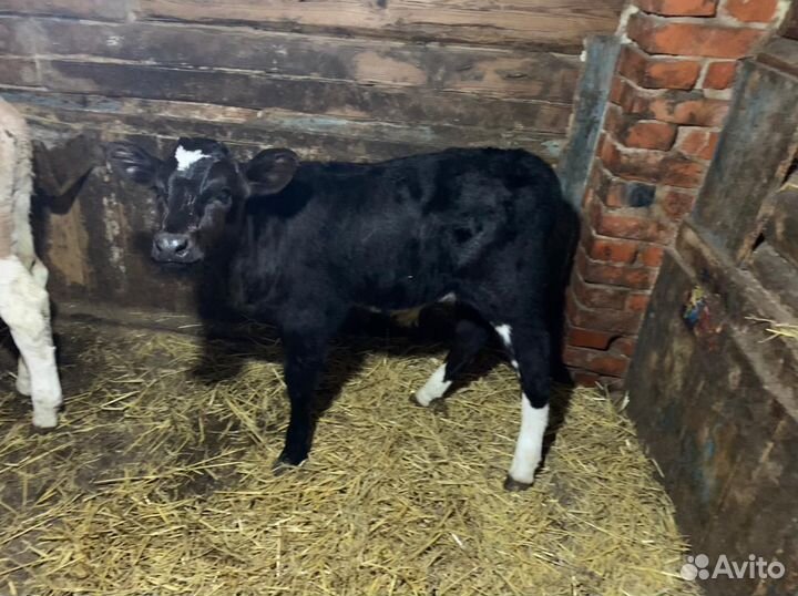 Бычки и быки