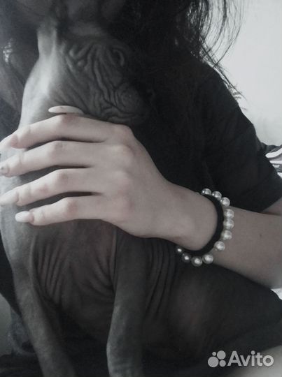 Продам кота сфинкса