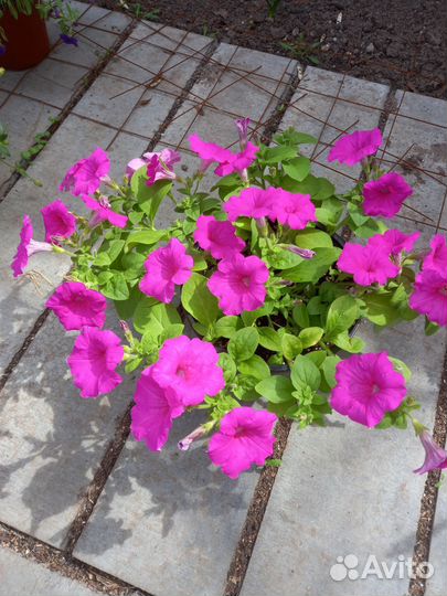 Рассада петунии,колеуса,бакопа