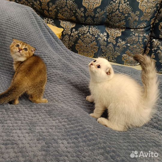 Шотландская вислоухая кошка