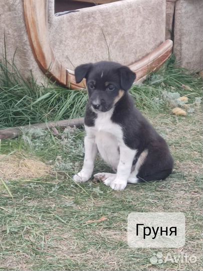 Щенки в добрые руки бесплатно