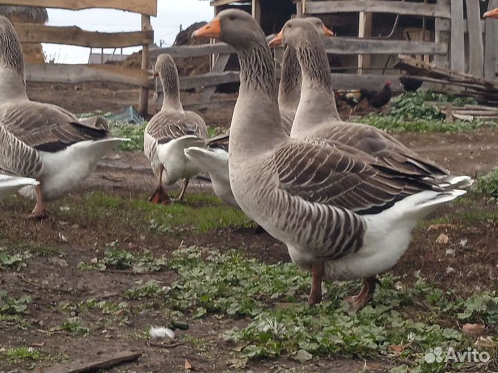 Гуси