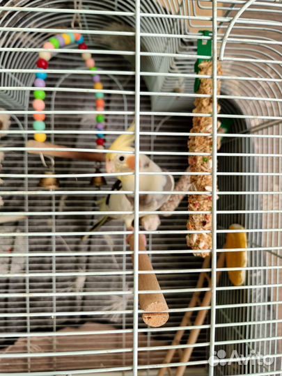 Попугай корелла мальчик