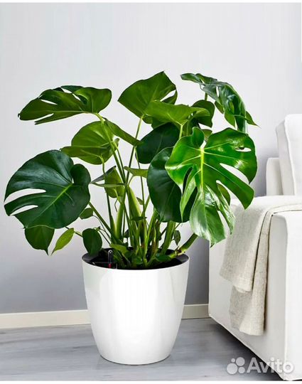 Домашние цветы