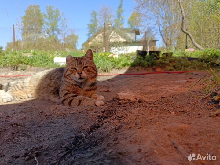 Кошка в добрые руки