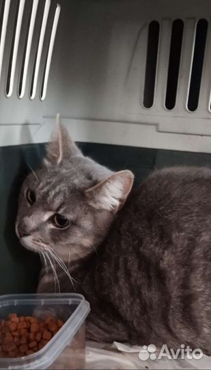 Сколько можно сидеть в клетке