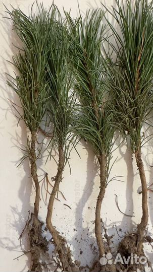 Саженцы сибирского кедра