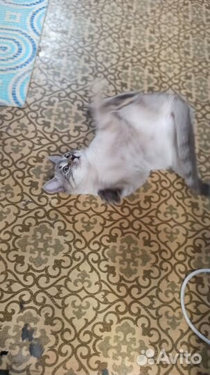 Отдам в добрые руки котенка девочку