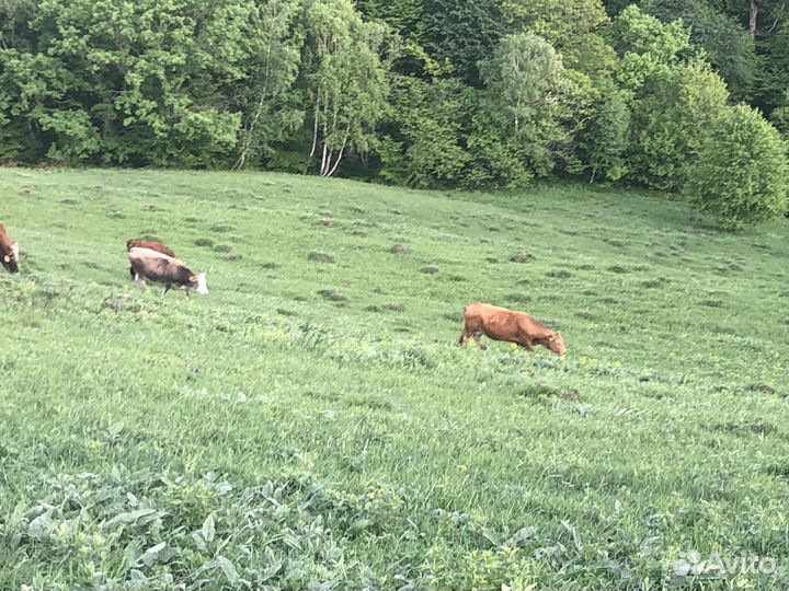 Коровы и телки