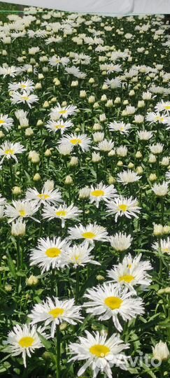 Саженцы ромашка садовая
