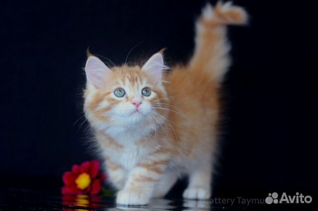 Породистый сибирский котенок