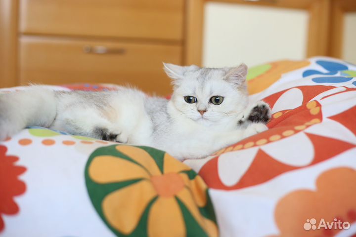 Британская серебристая шиншилла