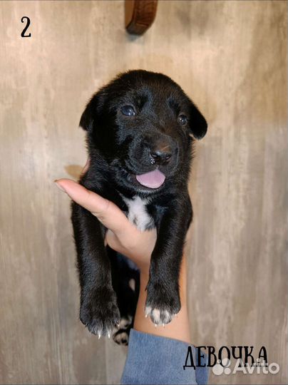 Щенки лабрадора