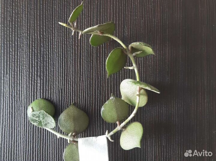 Хойи куртиси / Лакуноза / Ротундифлора