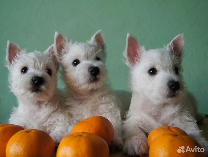 Щенки вестики