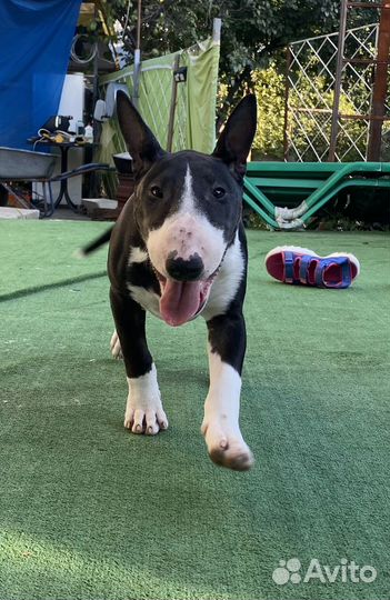 Бультерьер стандартный