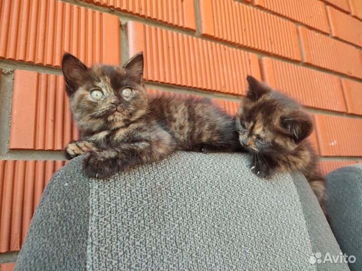 Котята