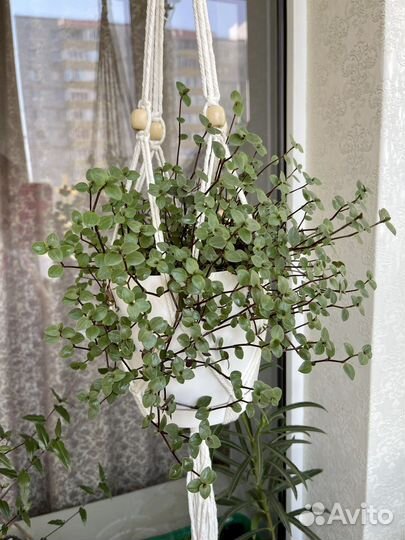 Традексанция мелколистная